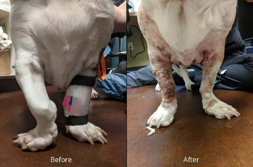 Angular limb deformities in dogs: types, causes and treatment