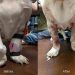 Բլաստոմիկոզ շների մեջ. ախտորոշում և բուժում