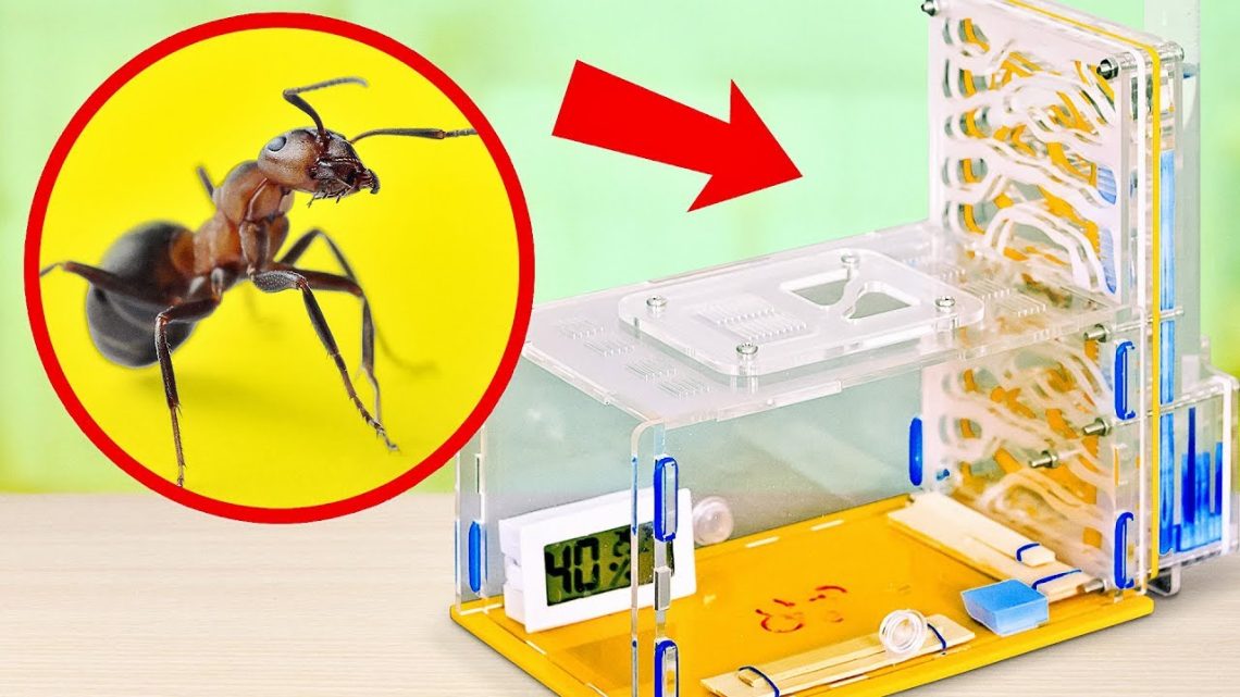 Ant farm &#8211; how to make a corner with unusual pets with your own hands?