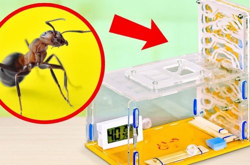 Ant farm &#8211; how to make a corner with unusual pets with your own hands?