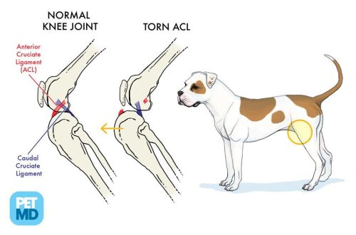 Anterior cruciate ligament rupture in a dog and anterior cruciate ligament injury: how to treat