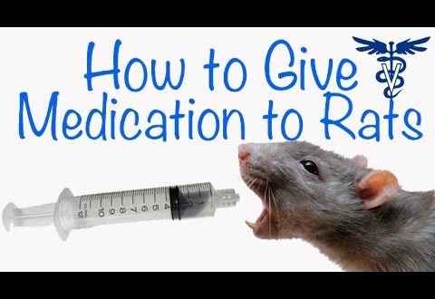 Antibiotici è preparazione per i rati domestici: usu è dosa
