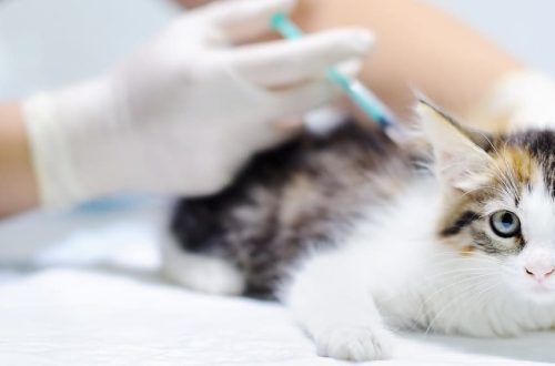 Antibiotics for cats: classification, indications, adverse reactions and recommendations