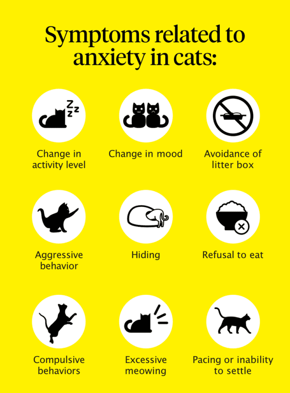 Anxiety in a cat: causes and signs