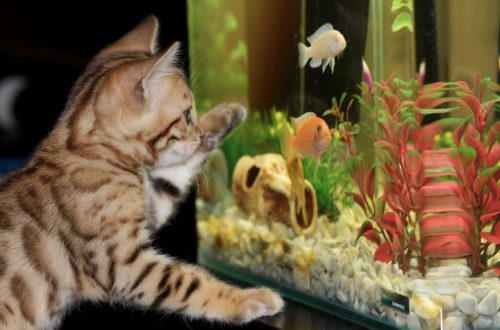 Aquarium fish and a cat in the house: how to save the first and not offend the second