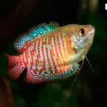 Aquarium fish lalius: types, care, maintenance, compatibility