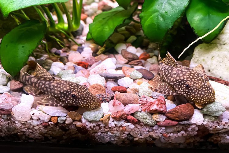 Aquarium fish often hide &#8211; what does this mean