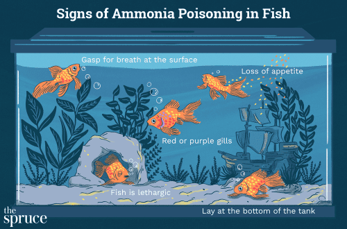 Aquarium fish poisoning