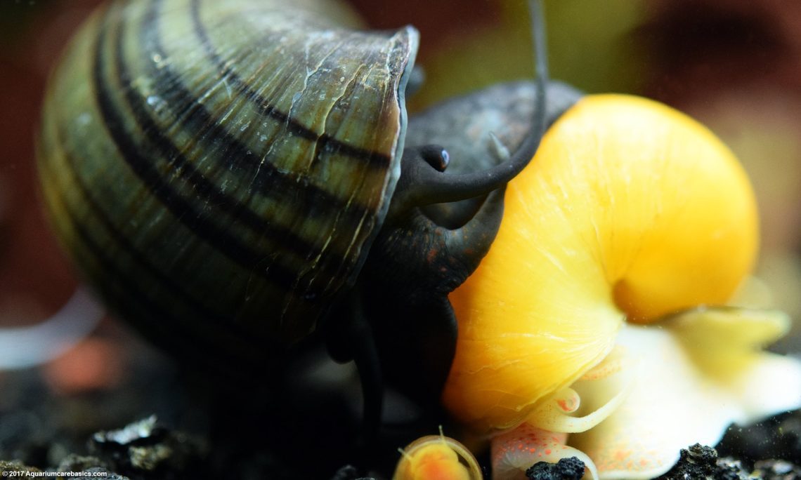 Aquarium snails: the most common species, maintenance and nutrition