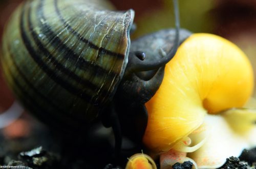 Aquarium snails: the most common species, maintenance and nutrition