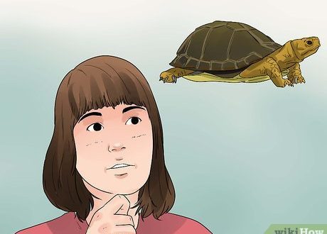 Aquatic, sea and land turtles: how to care for them at home