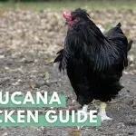 Araucan chickens: characteristics of the breed, maintenance of individuals, features of breeding and nutrition