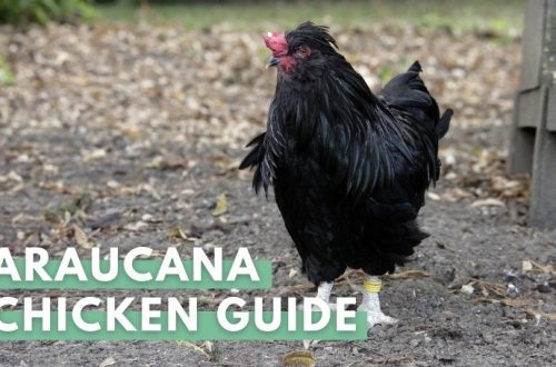 Araucan chickens: characteristics of the breed, maintenance of individuals, features of breeding and nutrition