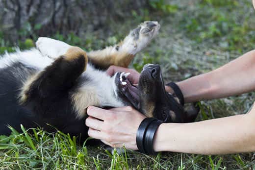 Are dogs ticklish