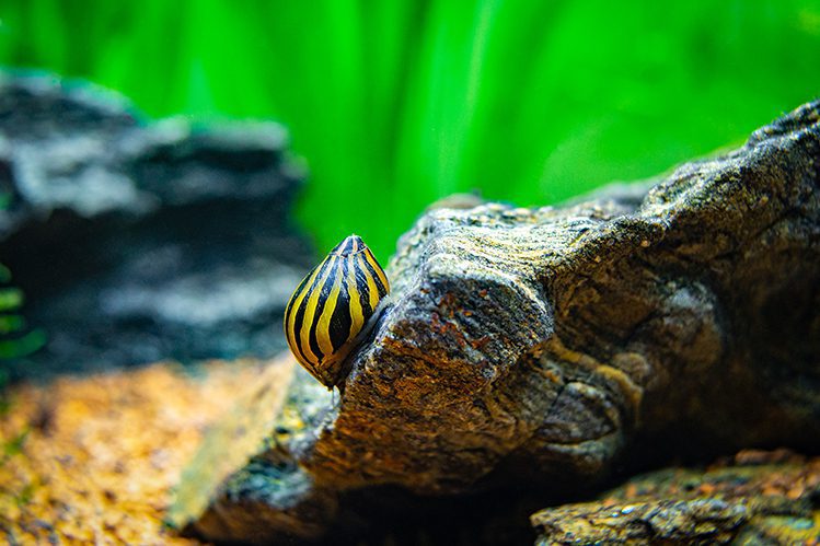 Are snails necessary in an aquarium?