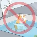 Are water treatments good for a hamster and is it possible to bathe him