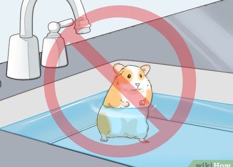 Are water treatments good for a hamster and is it possible to bathe him