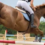 Are you a cowboy? You and jump! (exercise for riders)