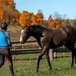 Are you ready for a young horse?