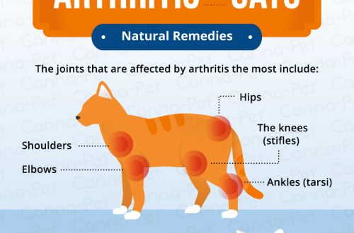 Arthritis in your cat: signs, causes and treatment