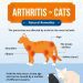 Renal failure in cats and cats