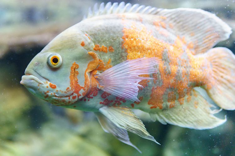 Astronotus: a popular fish with character