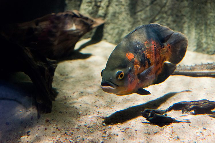 Astronotus: a popular fish with character