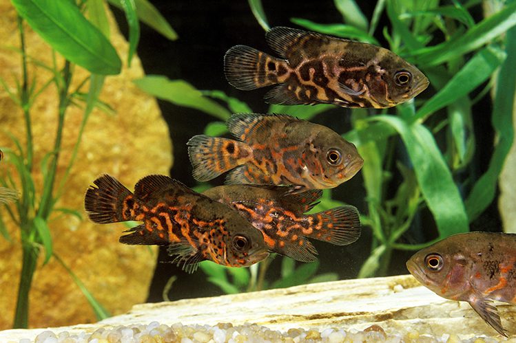 Astronotus: a popular fish with character