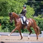 At the trot: sitting or lightening up?