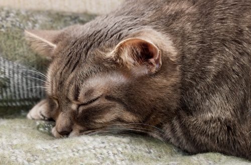Ataxia in cats: symptoms and treatment