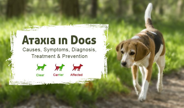 Ատաքսիա շների մեջ. ախտանիշներ և բուժում