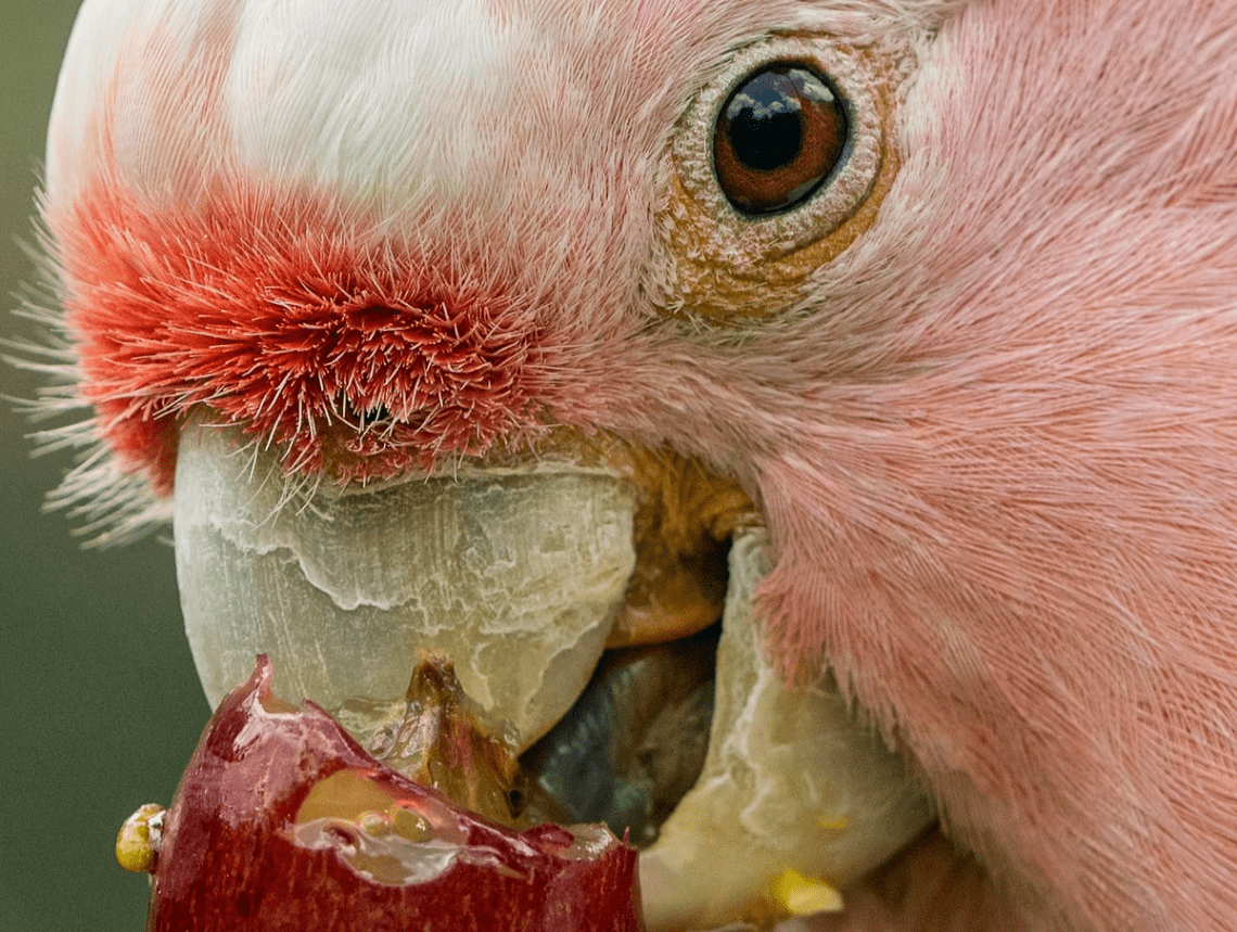 Avitaminosis in parrots