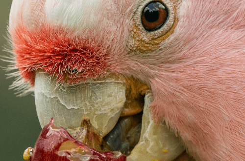 Avitaminosis in parrots