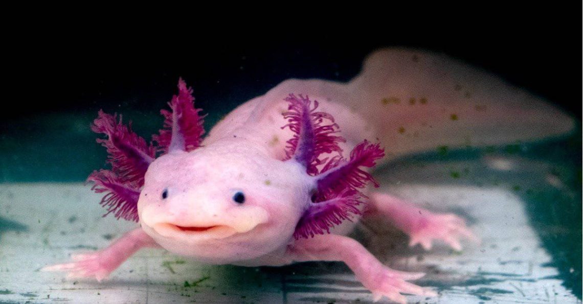 Axolotl. How to keep such an animal?