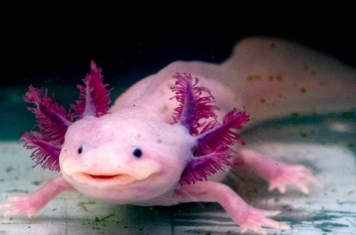 Axolotl. How to keep such an animal?