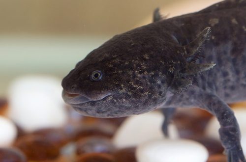 Axolotl in the aquarium: caring for a pet dragon