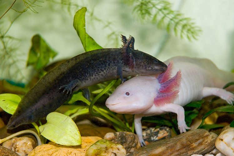 Axolotl in the aquarium: caring for a pet dragon