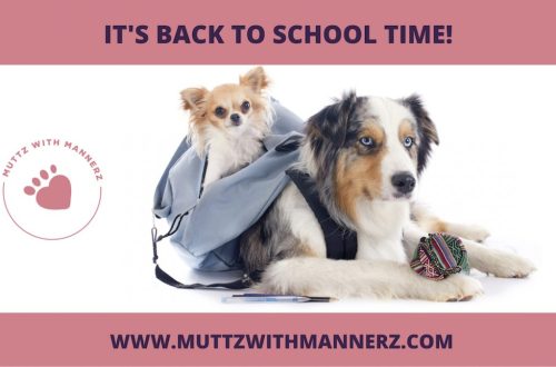 Back to School: How to Make the Transition to Fall Comfortable for Your Dog