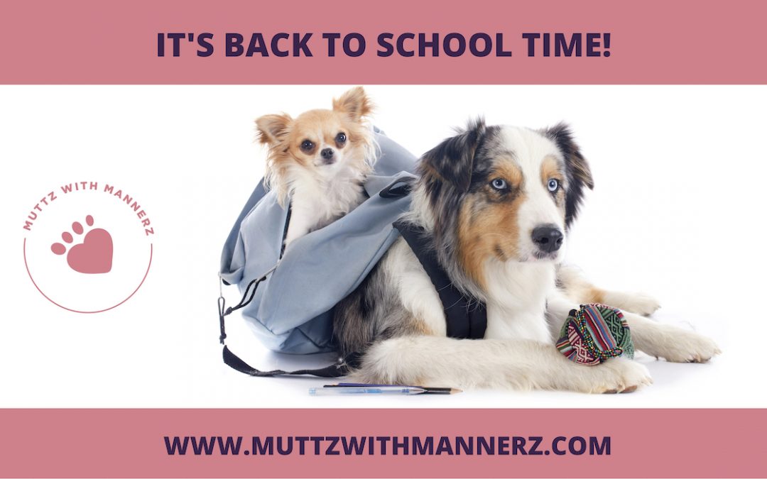 Back to School: How to Make the Transition to Fall Comfortable for Your Dog