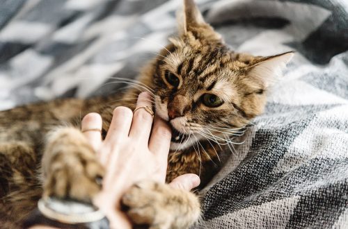Rossz viselkedés egy macskában: mit lehet tenni