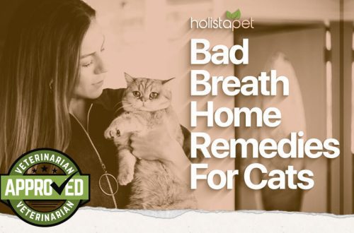 Bad breath in a cat: causes and solutions