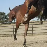 Badly Trained Horse: Correction