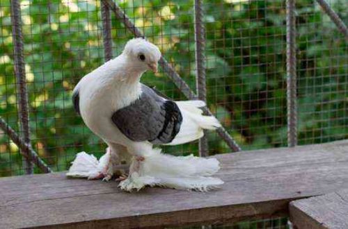 Baku fighting pigeon, its features and varieties
