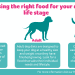 The composition of dog food and the right combination of nutrients