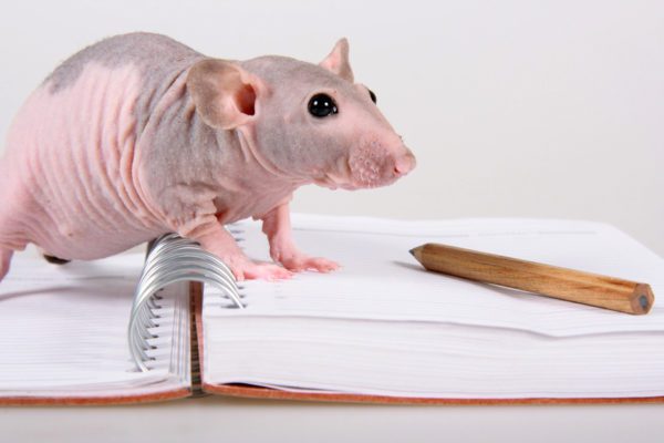 Bald rat sphinx: description, photo, care and maintenance at home