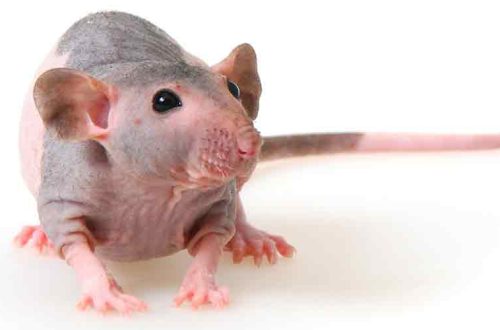 Kopasz patkány szfinx: leírás, fotó, gondozás és karbantartás otthon