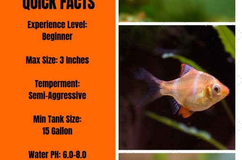 Barbus fish: types, compatibility, maintenance, care, reproduction