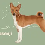 Basenji – a dog that does not bark: a description of the Congo Terrier breed, behavior and training