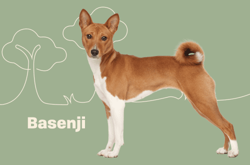 Basenji &#8211; a dog that does not bark: a description of the Congo Terrier breed, behavior and training