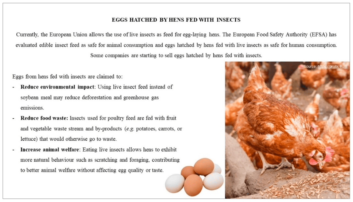 Basic information about egg production of chickens, what you should pay attention to